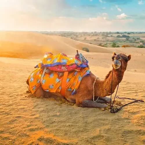 Camel Riding at Sonagarh Fort Resort — Decorated camel resting on the golden desert dunes